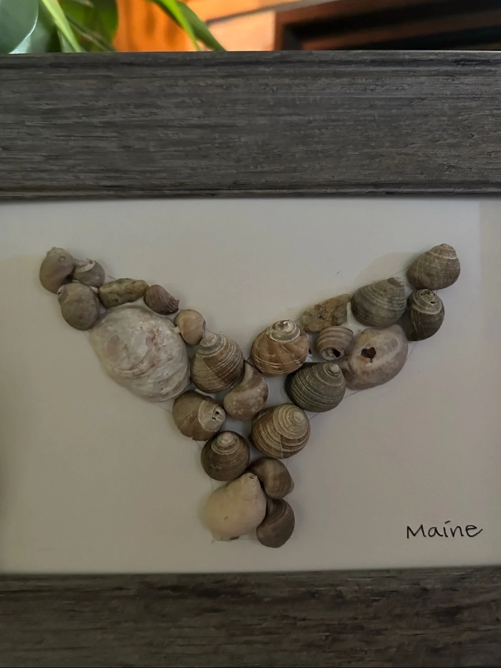 Coastal Maine Seashell Whale Tail Wall Art - Gray Frame